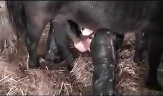 beastiality porn