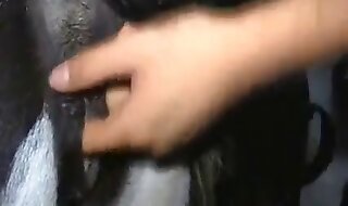 animal fucked