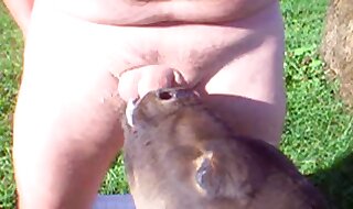 zoo video