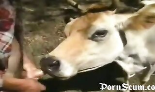 cow