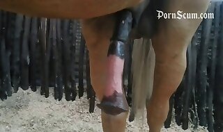 zoo porno free