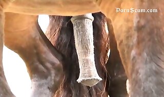 horse fucks