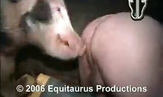 pig sex