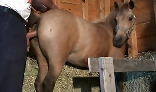 horse fucks
