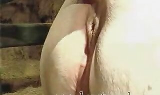 horse fucks