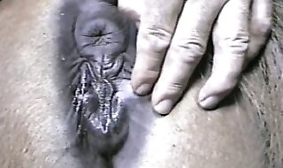 horse fucks