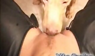 bestiality sex