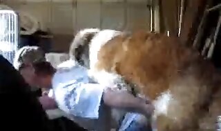 dog porn