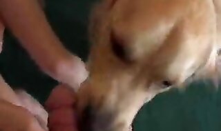 animal sex