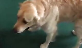 zoo porno free