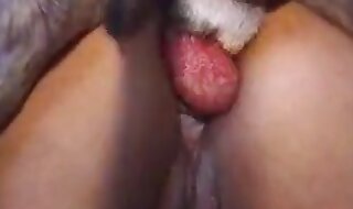 bestiality sex