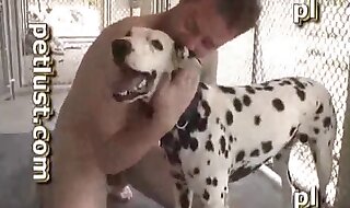 dalmatian porn
