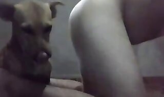 animal sex
