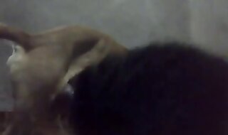 animals videos