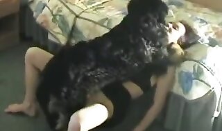 animals videos