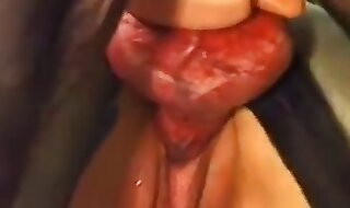 zoo video