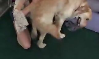 animals videos