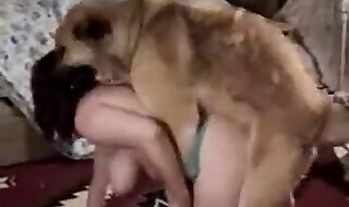 animal sex