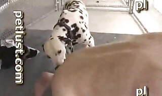 zoo video