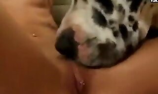 animal sex