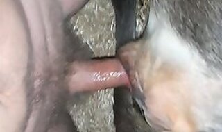 PornTubeZoo