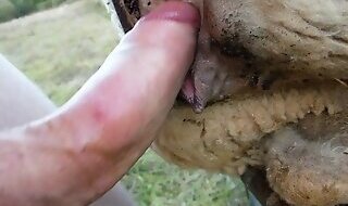 ZooFreePorn