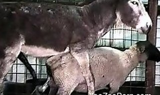ZooZooPorn
